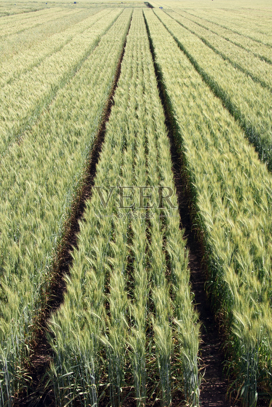 麦田。照片摄影图片
