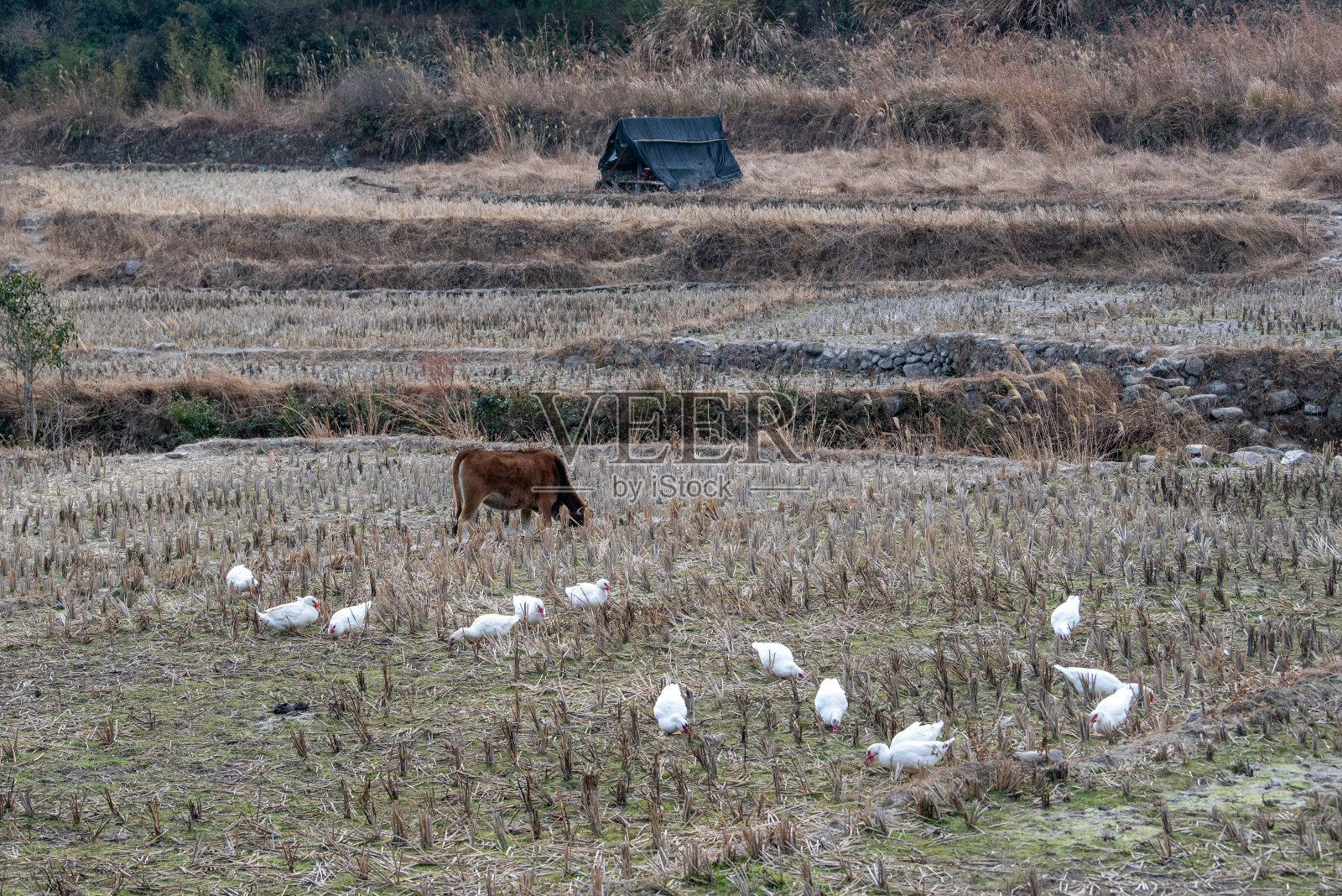 牛群在田野里悠闲地吃草照片摄影图片