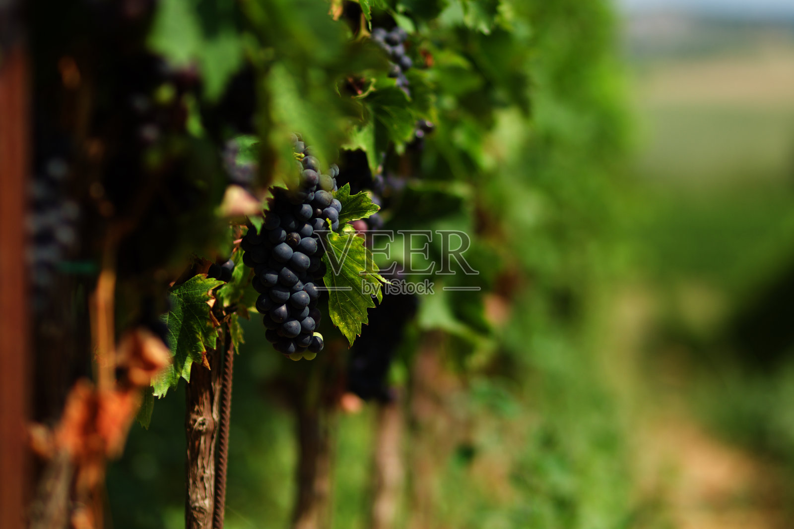 一串串葡萄的细节就在葡萄藤与背景的葡萄园行照片摄影图片