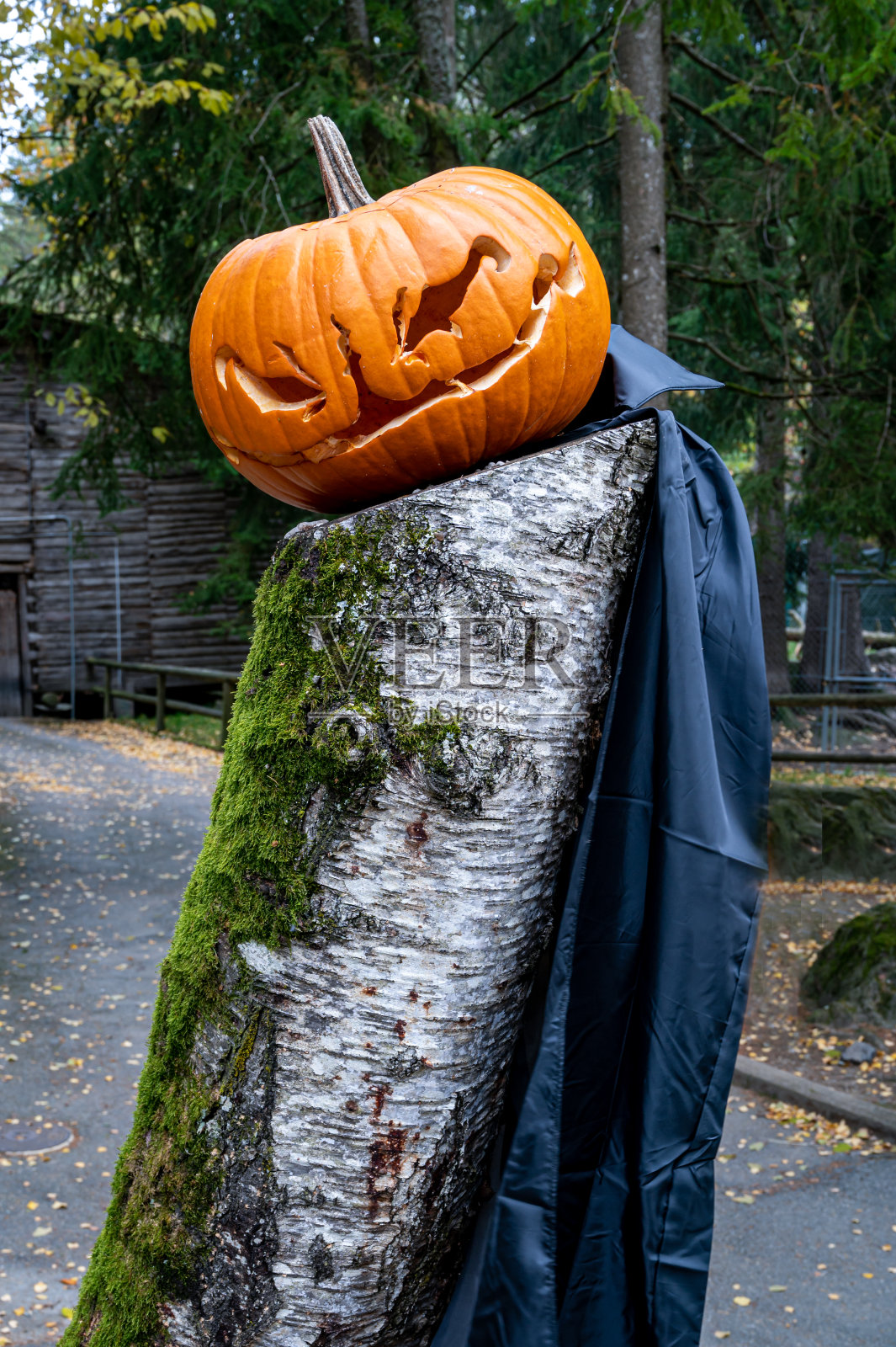 木头上挂着黑斗篷的南瓜。万圣节装饰和秋收。照片摄影图片