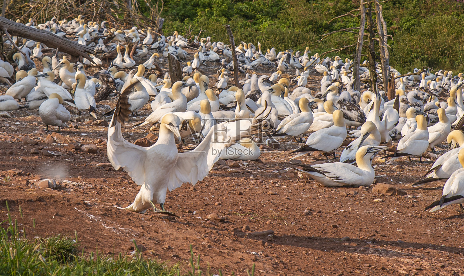 北塘鹅在加拿大魁北克筑巢照片摄影图片