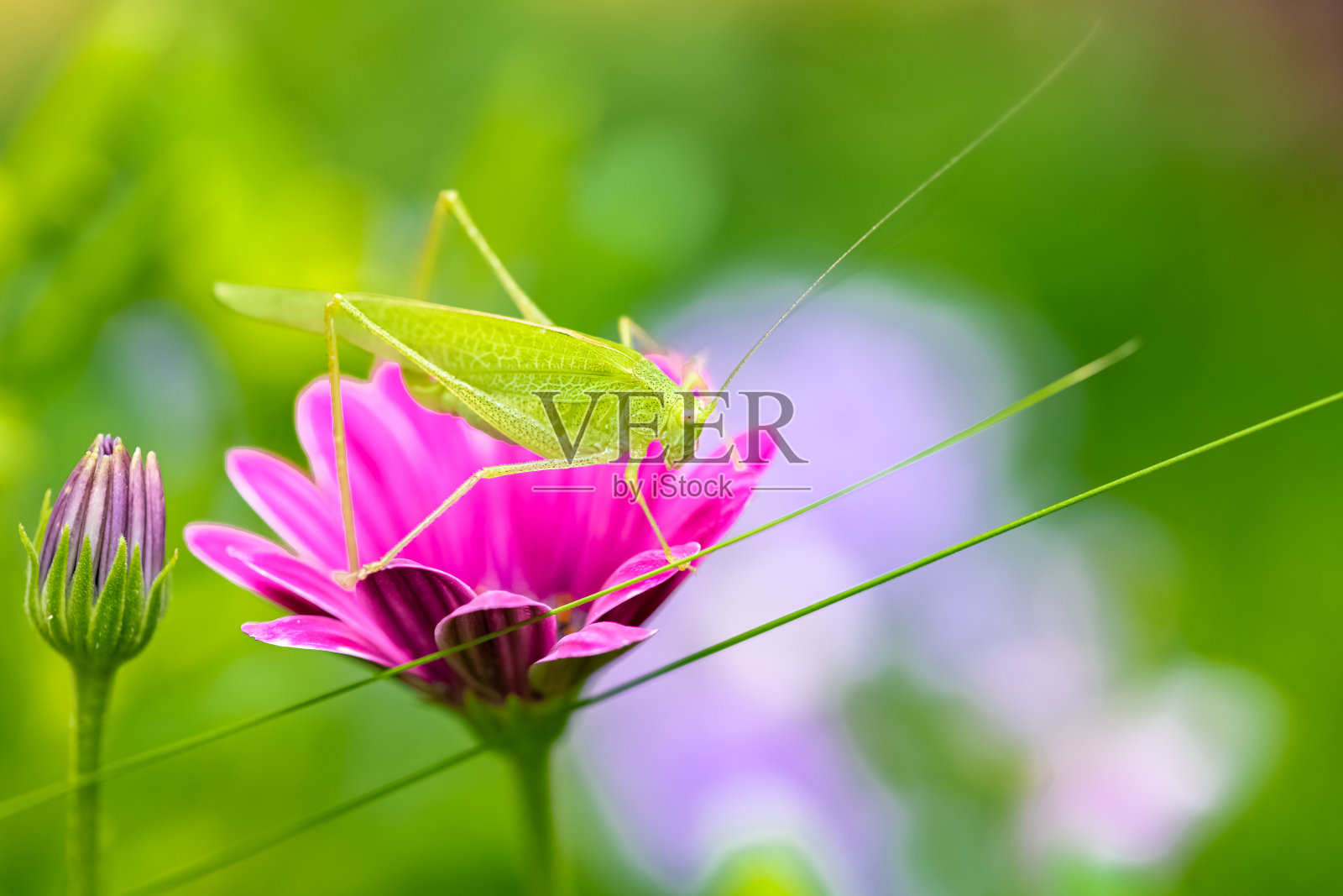 一只蚱蜢照片摄影图片