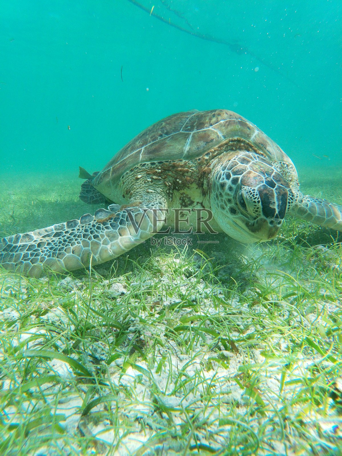 墨西哥阿库马尔的海龟照片摄影图片