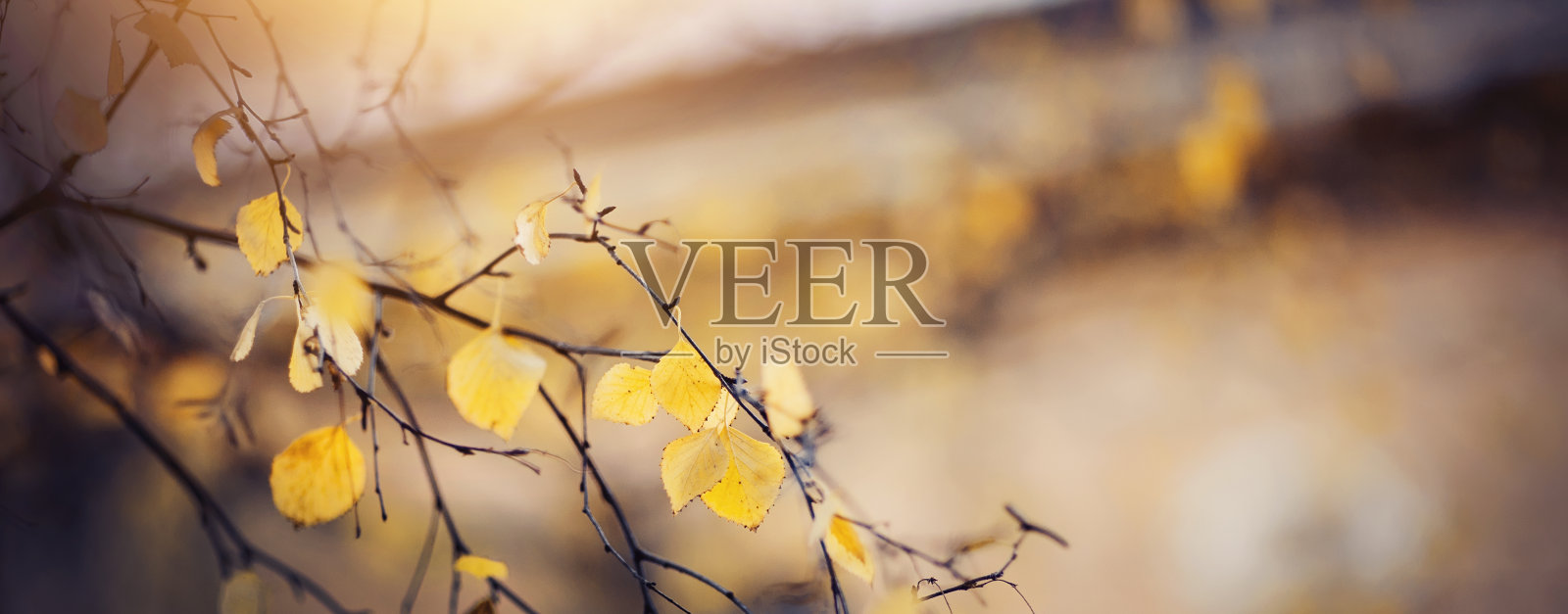 秋天的背景与黄色的树叶在树枝上。金色的秋天照片摄影图片