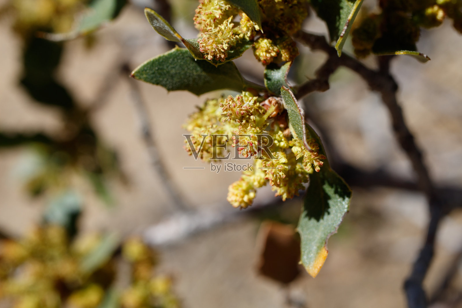 栓皮栎(Quercus cornelius mulleri)雄蕊花-约书亚树np - 042921a照片摄影图片