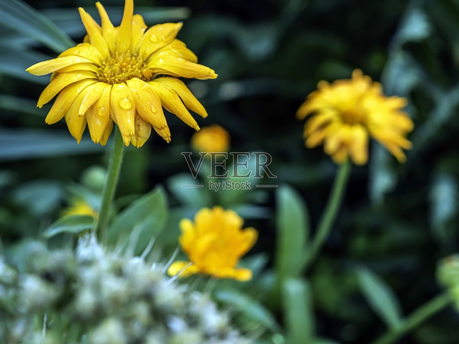 新鲜的黄花金盏花开在花园里照片摄影图片
