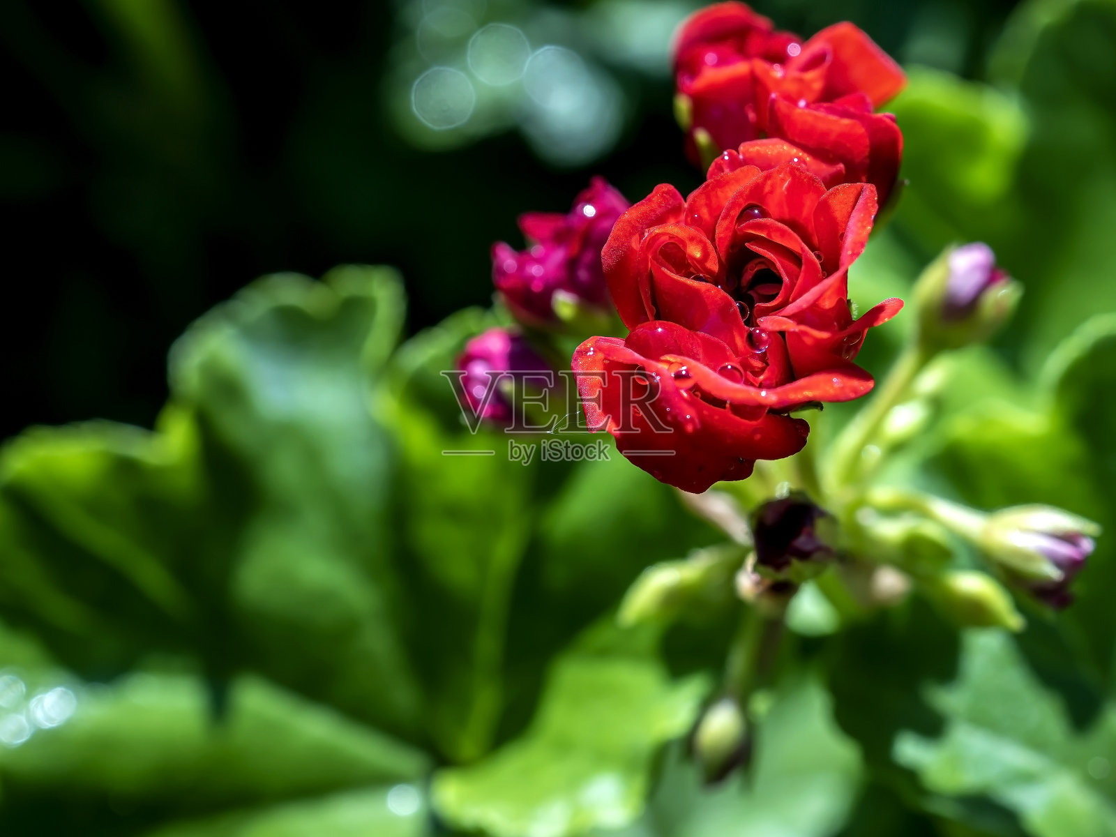 美丽的玫瑰花蕾花园里有红色的天竺葵照片摄影图片