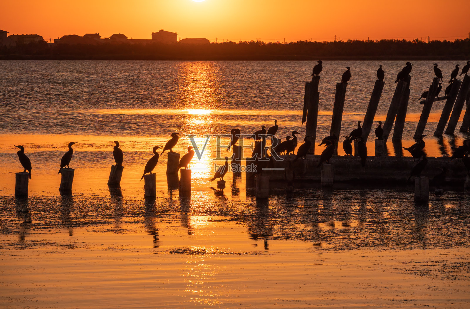 美丽的红色和橙色日落在海上。太阳在海上落下。一群鸬鹚坐在一个古老的海上码头在橙色的夕阳照片摄影图片