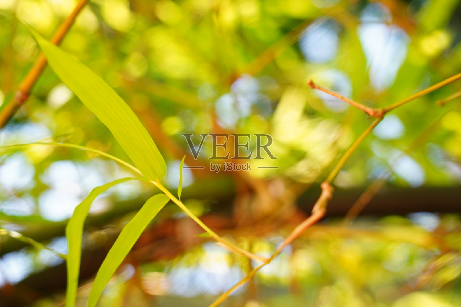 竹叶背景。照片摄影图片