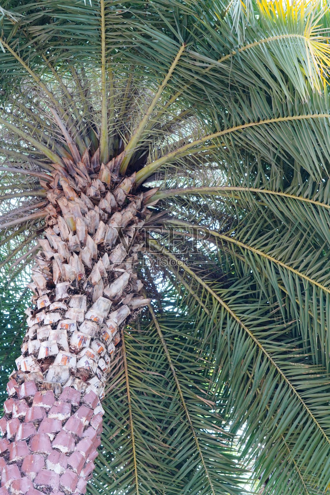 棕榈树从下面映衬着天空照片摄影图片