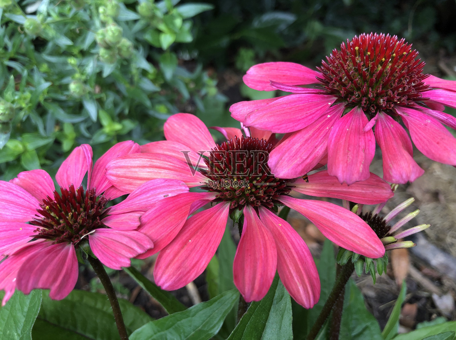 花园里开着粉红色的紫锥菊照片摄影图片