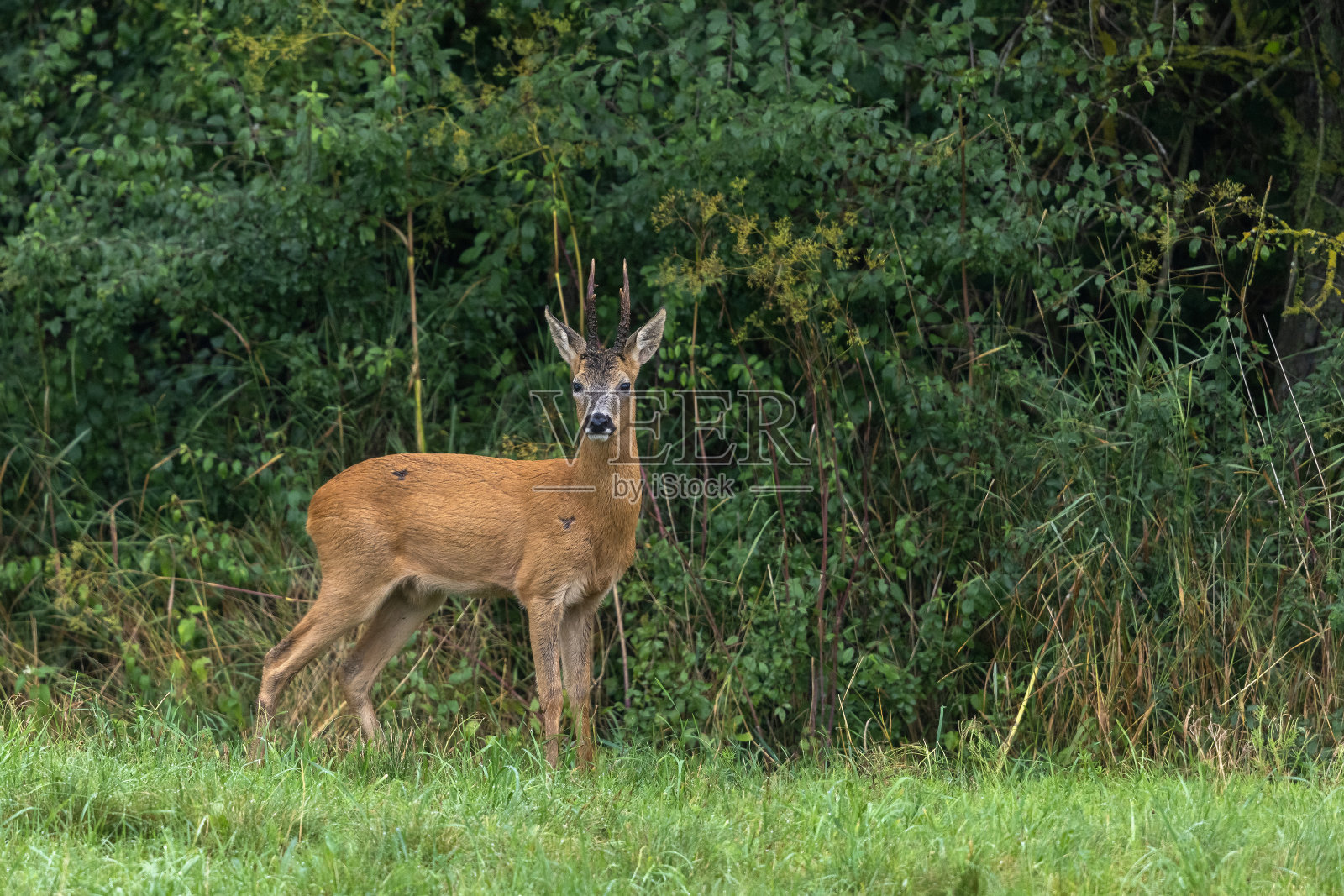 强大的罗巴克照片摄影图片