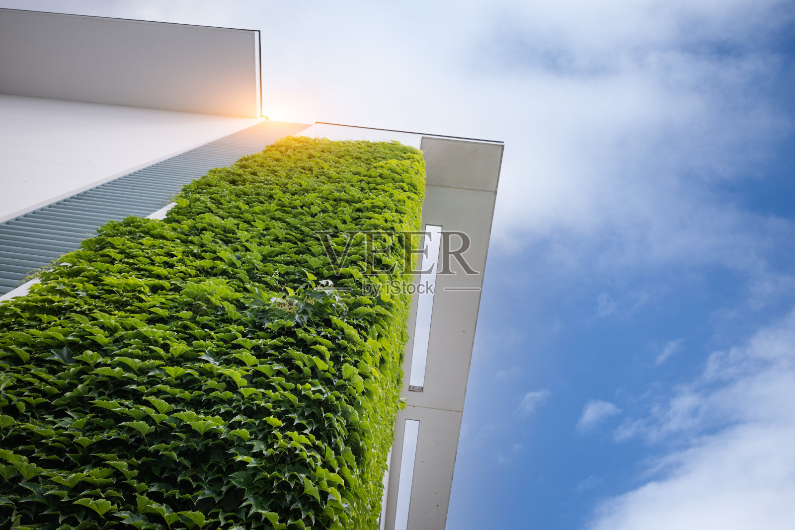 垂直花园-墙上的绿色植物照片摄影图片