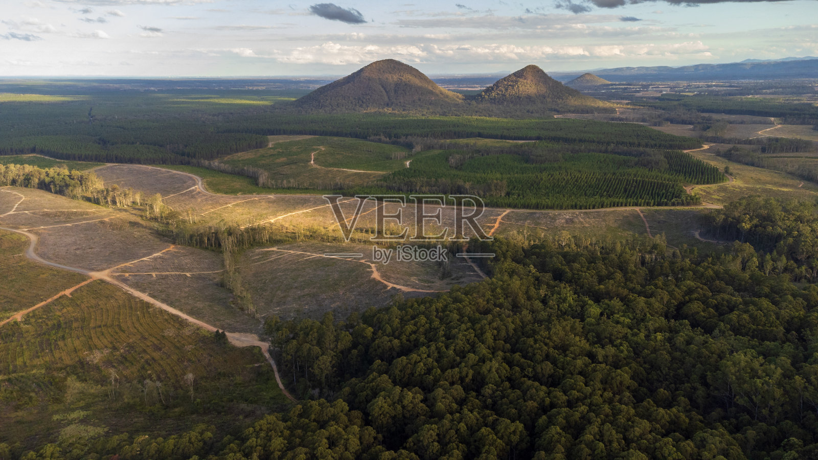 从上往下看清除的松树种植园照片摄影图片