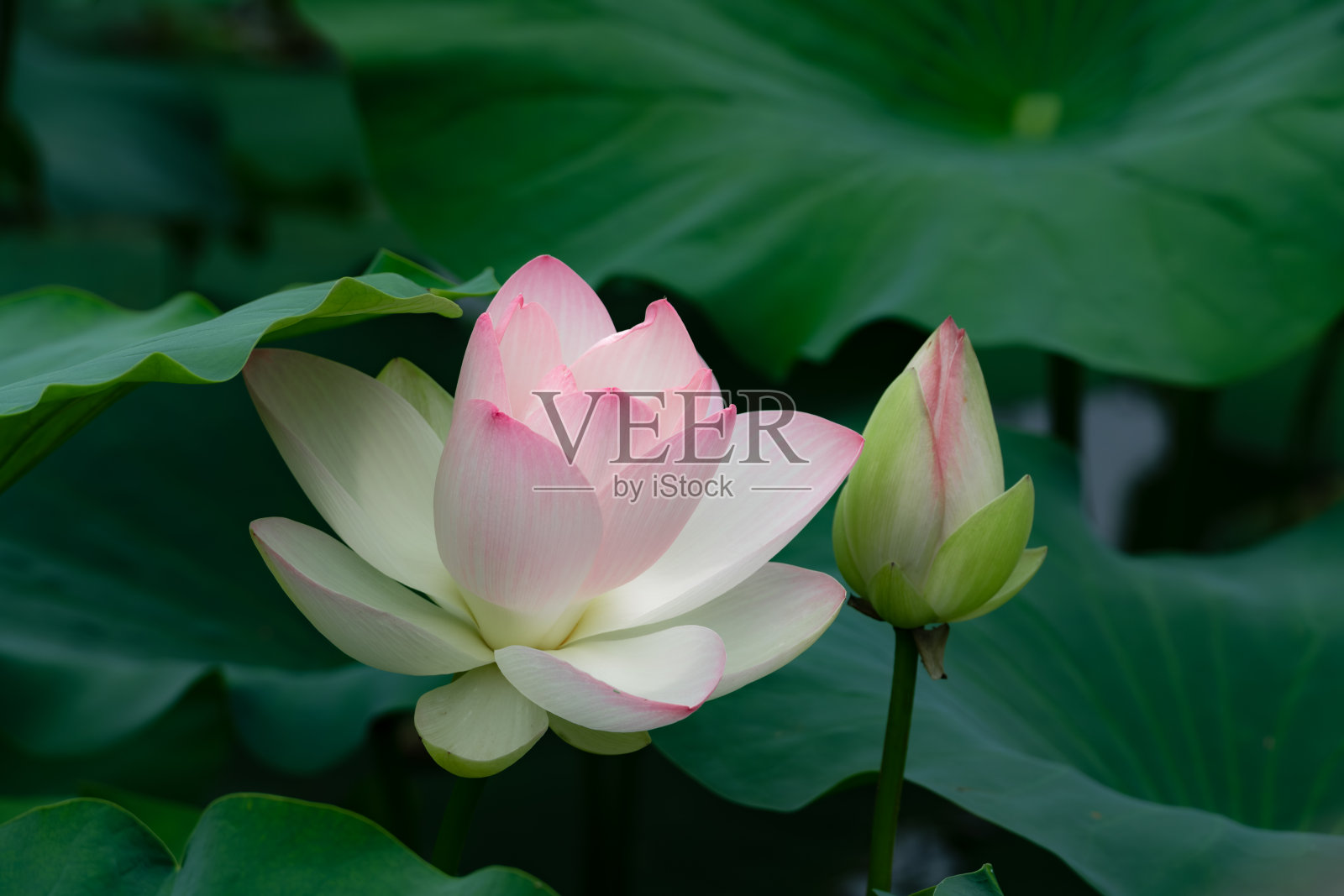 粉红盛开的莲花特写照片摄影图片