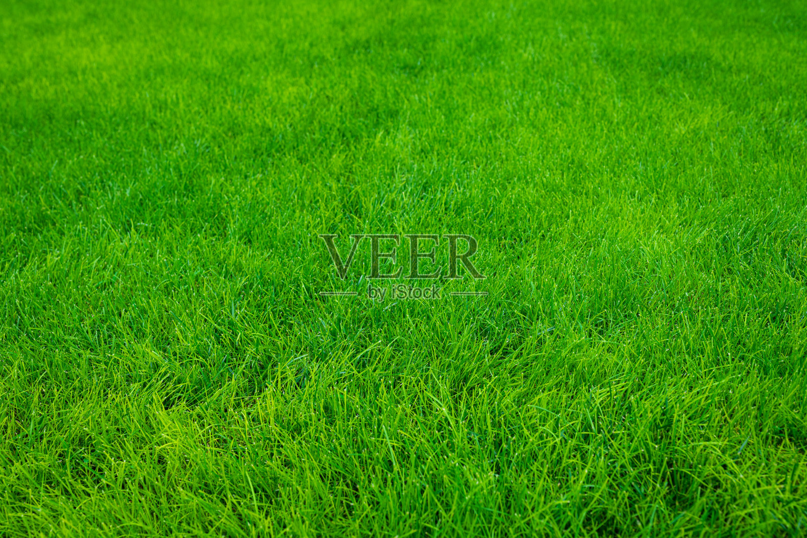 绿草的背景照片摄影图片