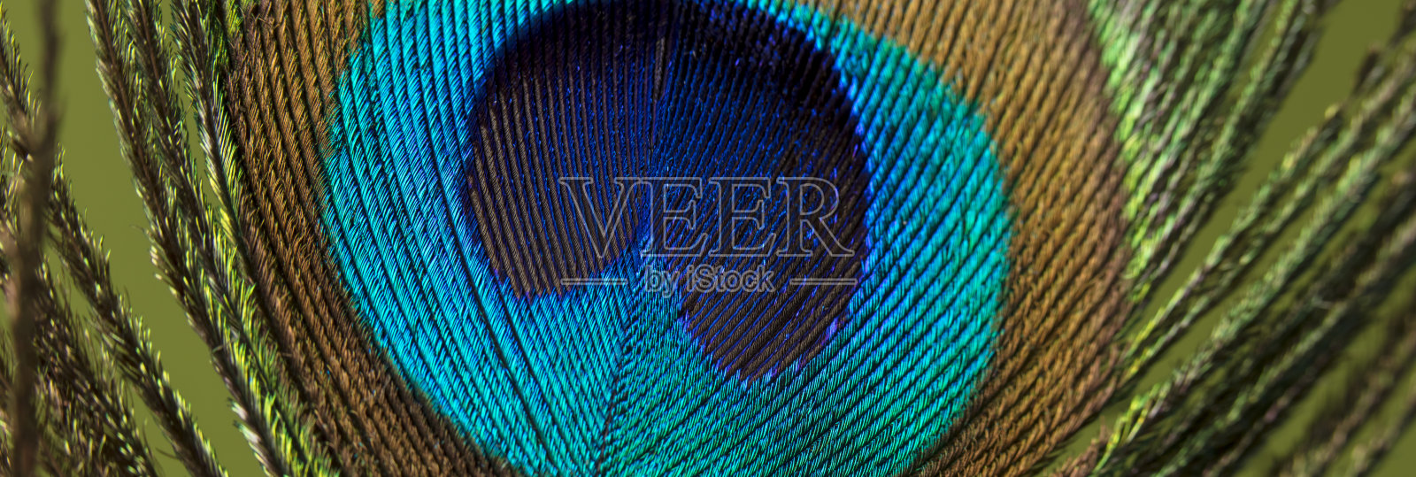 孔雀羽毛特写照片摄影图片