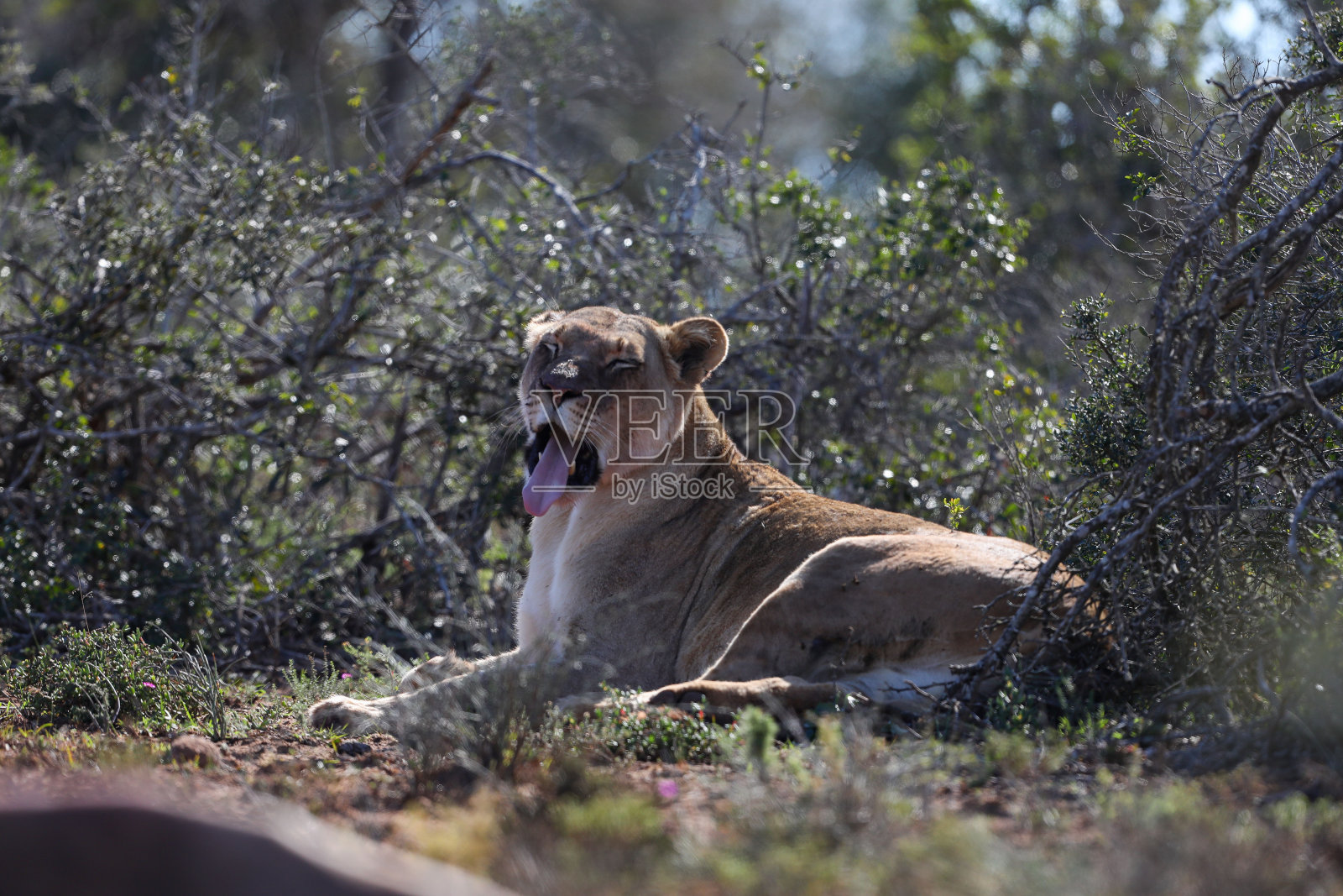 母狮子在吃捻角羚。照片摄影图片