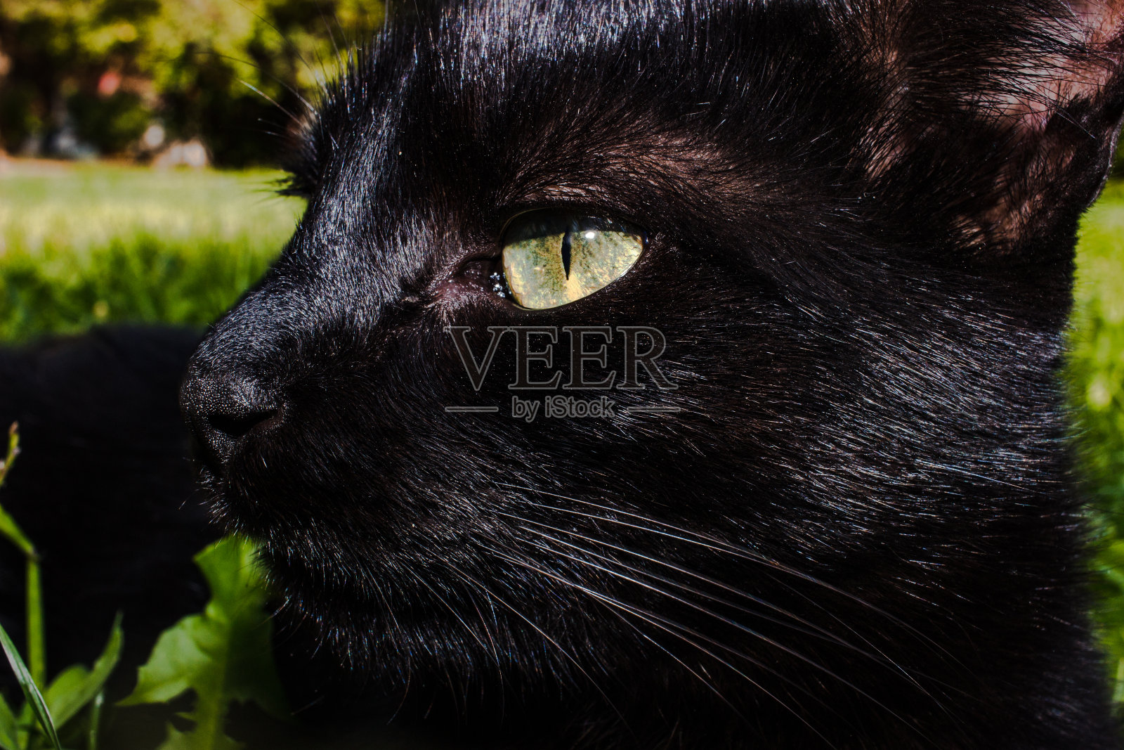 黑猫在自然环境中的特写照片摄影图片