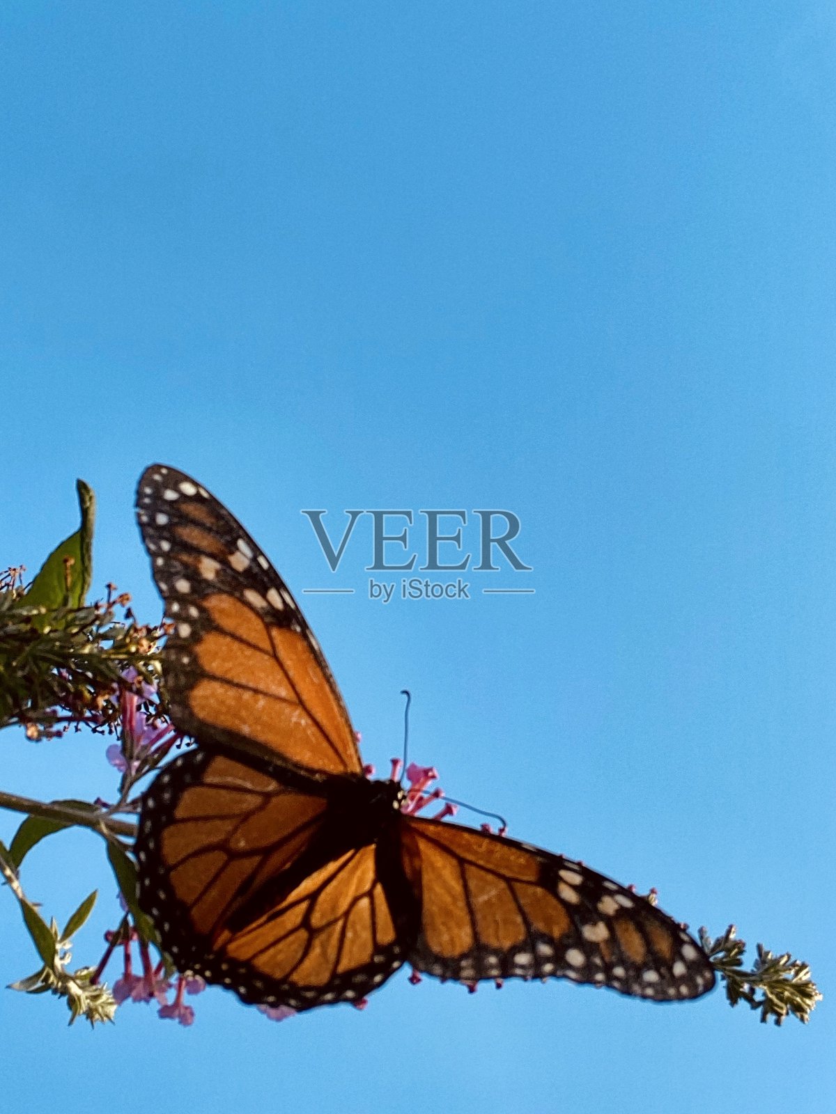 蝴蝶照片摄影图片