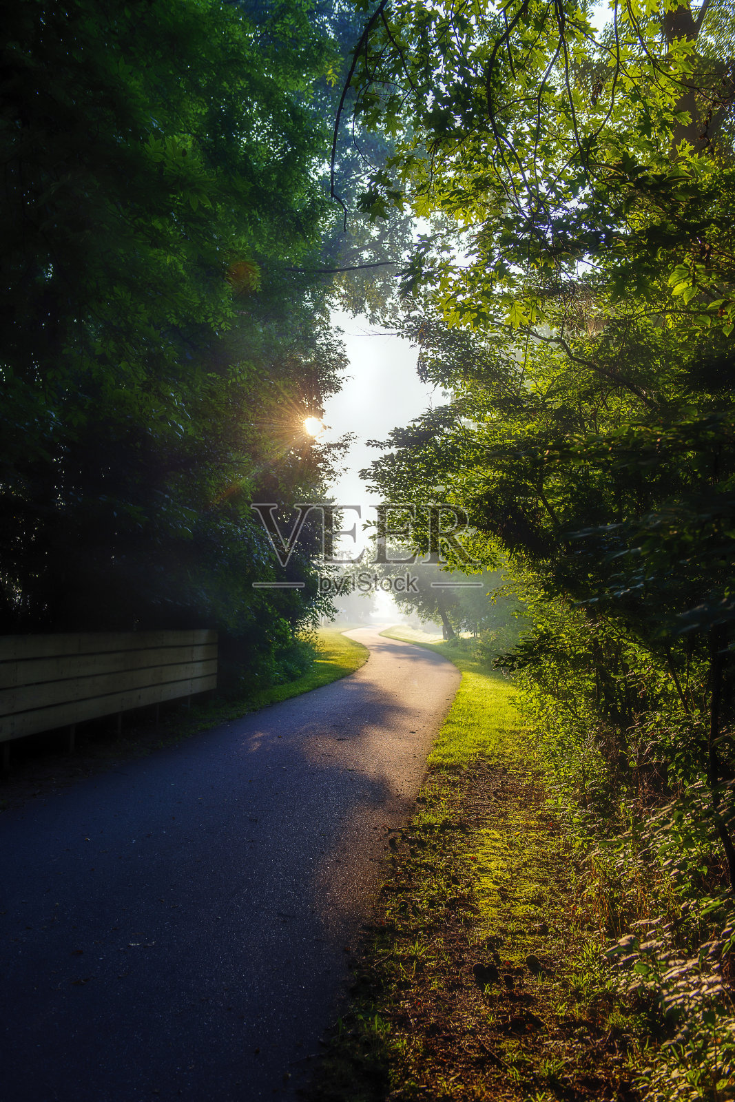 森林里的柏油路照片摄影图片