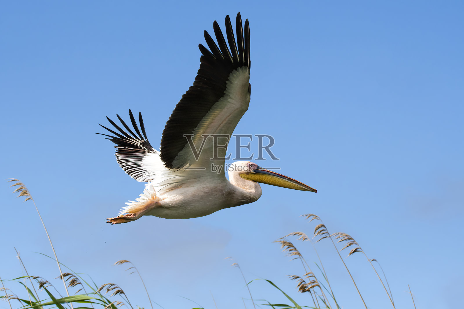 玫瑰鹈鹕飞过罗马尼亚的芦苇，照片摄影图片