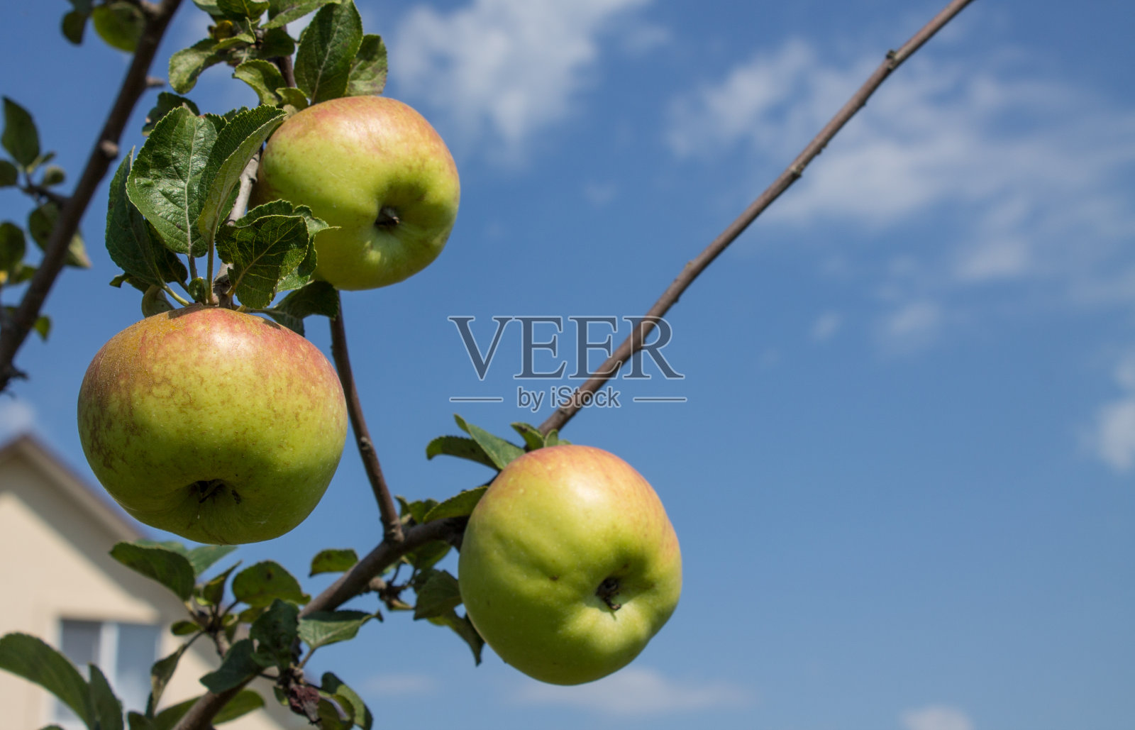 苹果挂在绿叶的树枝上照片摄影图片