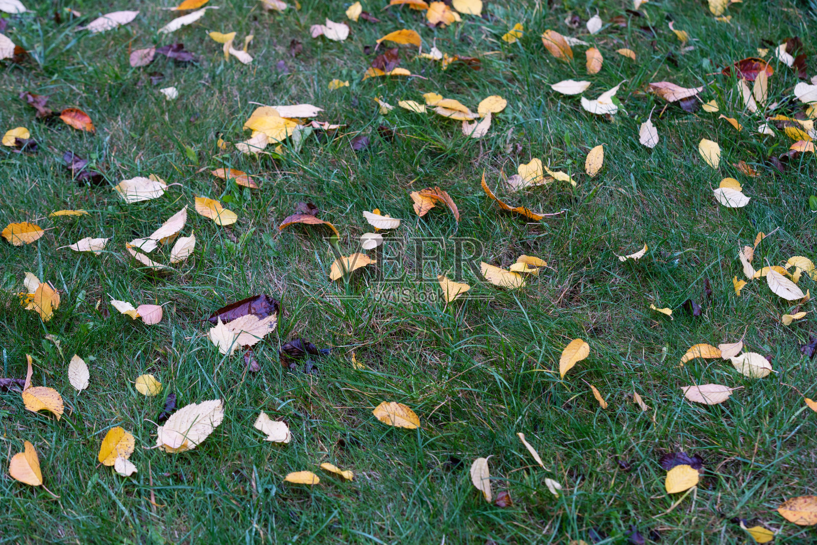 草地上的秋叶照片摄影图片