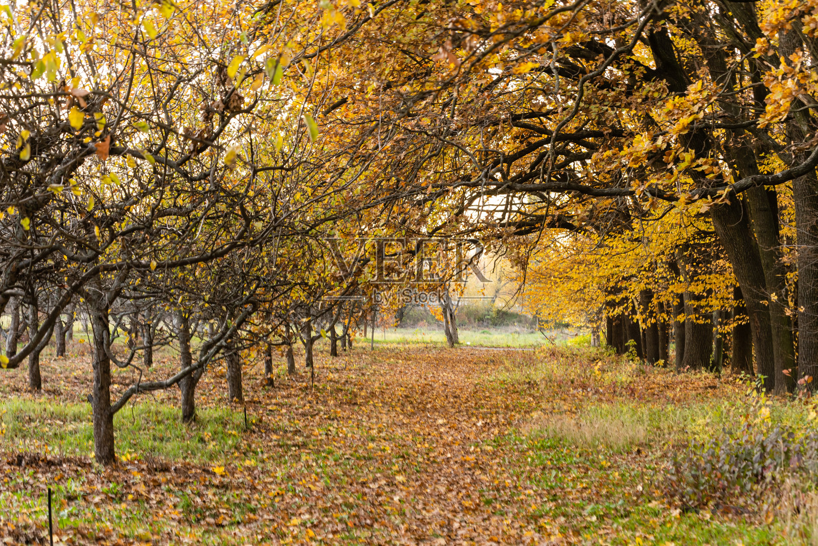 美丽的秋天公园在阳光明媚的天气照片摄影图片