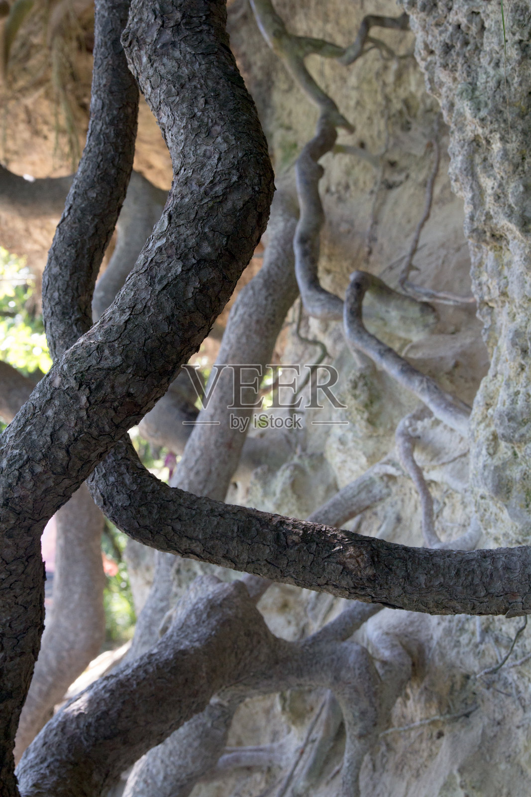 树根照片摄影图片