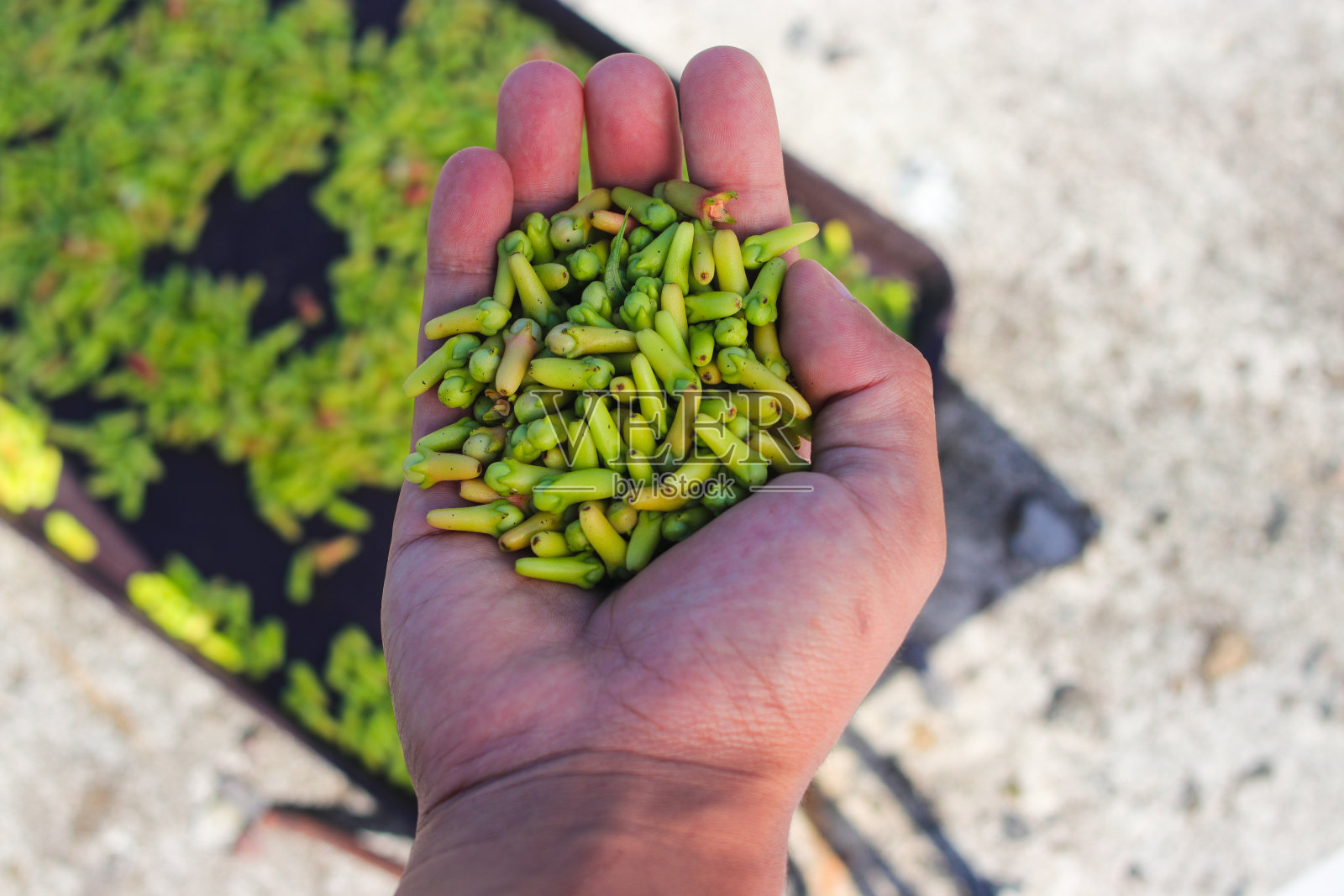 从地里采摘的新鲜丁香照片摄影图片