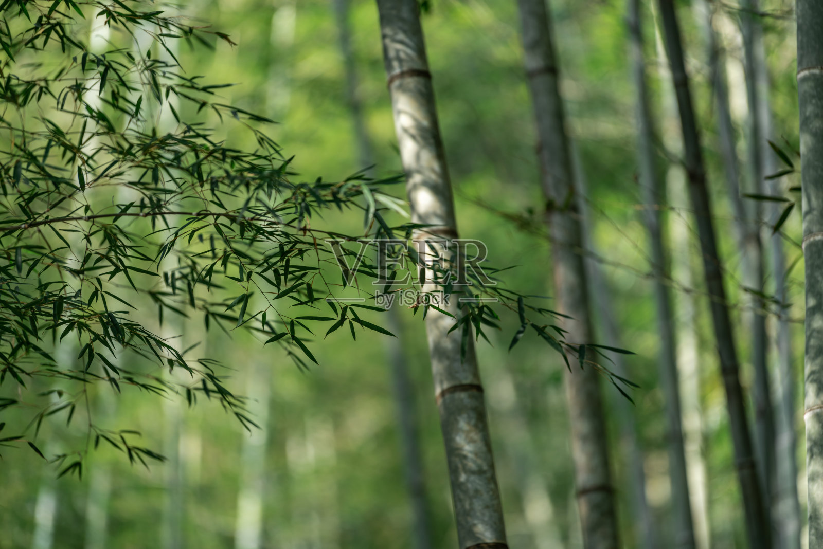 特写竹林中的竹叶照片摄影图片