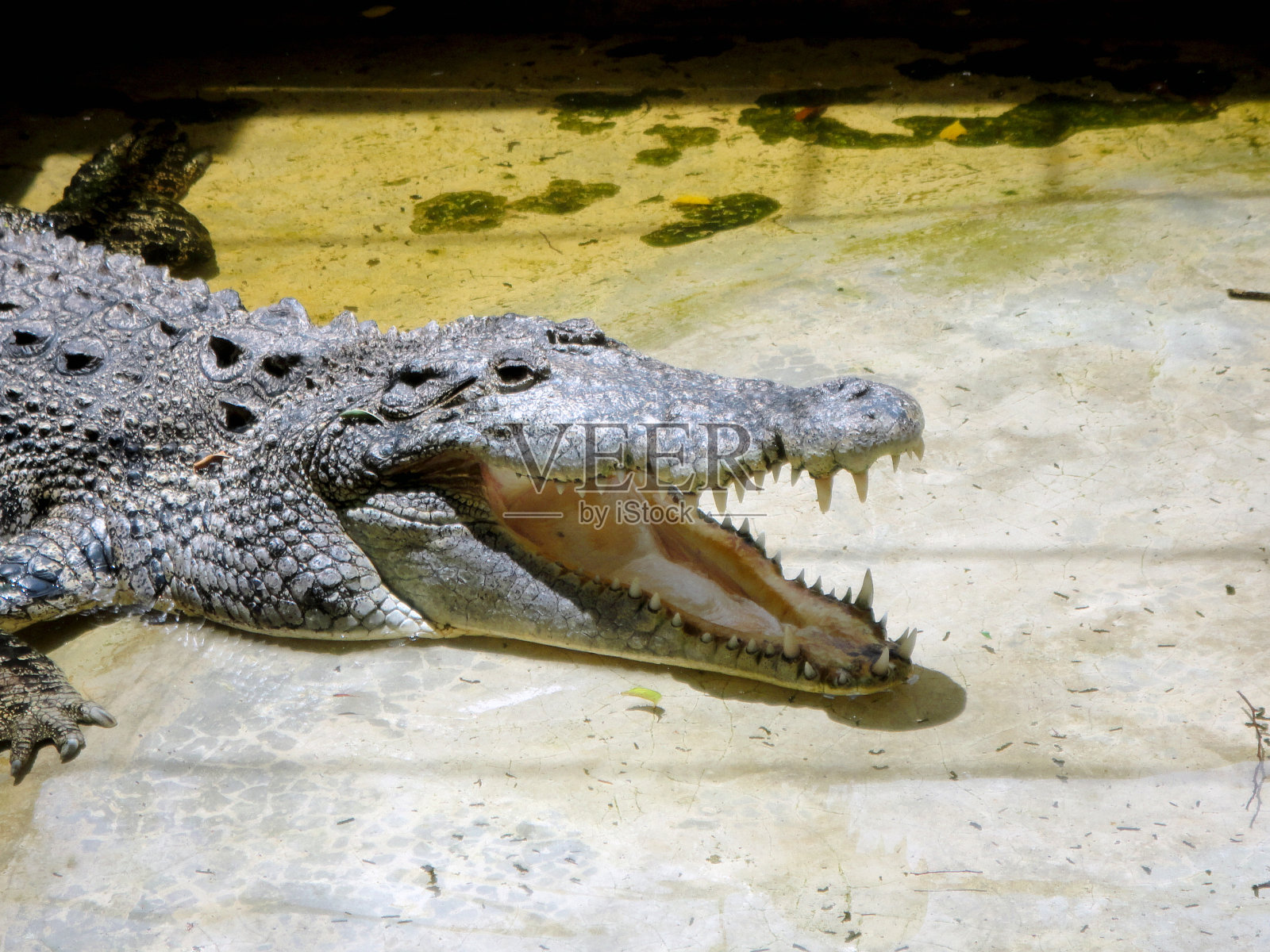 张着嘴的鳄鱼照片摄影图片