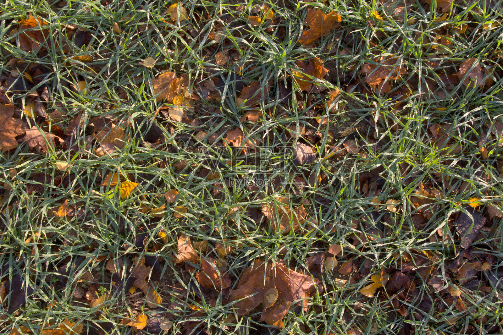 草质地照片摄影图片