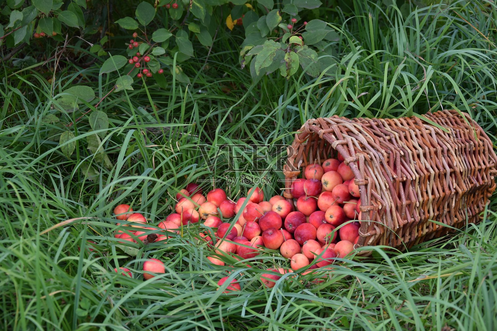 草地上的篮子里有苹果照片摄影图片