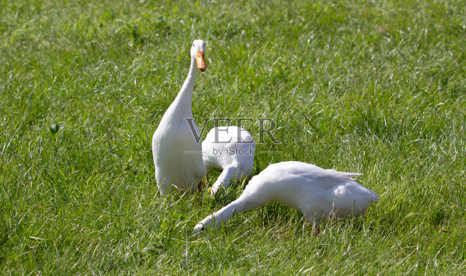 显示鸭子照片摄影图片