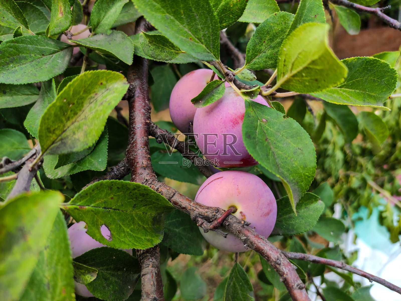 成熟的玫瑰李子树上结着果实照片摄影图片