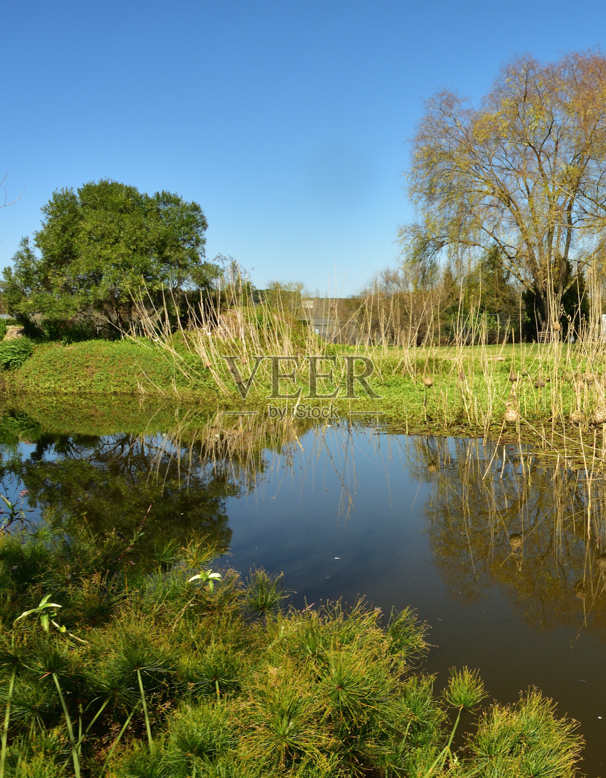 倒映在池塘里的织女窝挂在芦苇上，前面绿草如茵照片摄影图片