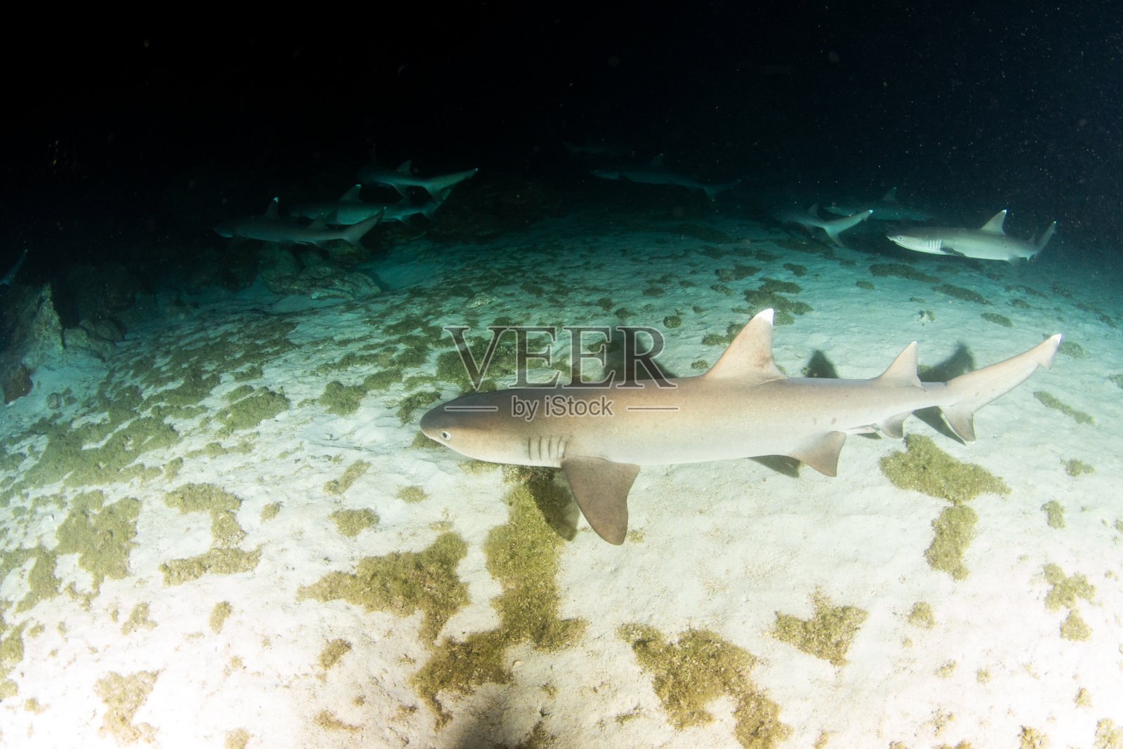 白鳍鲨在夜晚的科科斯岛照片摄影图片