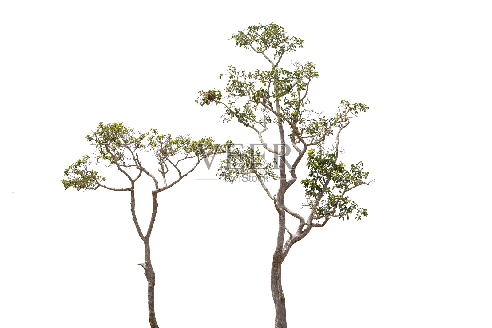 美丽的绿色树在白色的背景高清晰度。白色背景的热带树木，用于建筑设计照片摄影图片