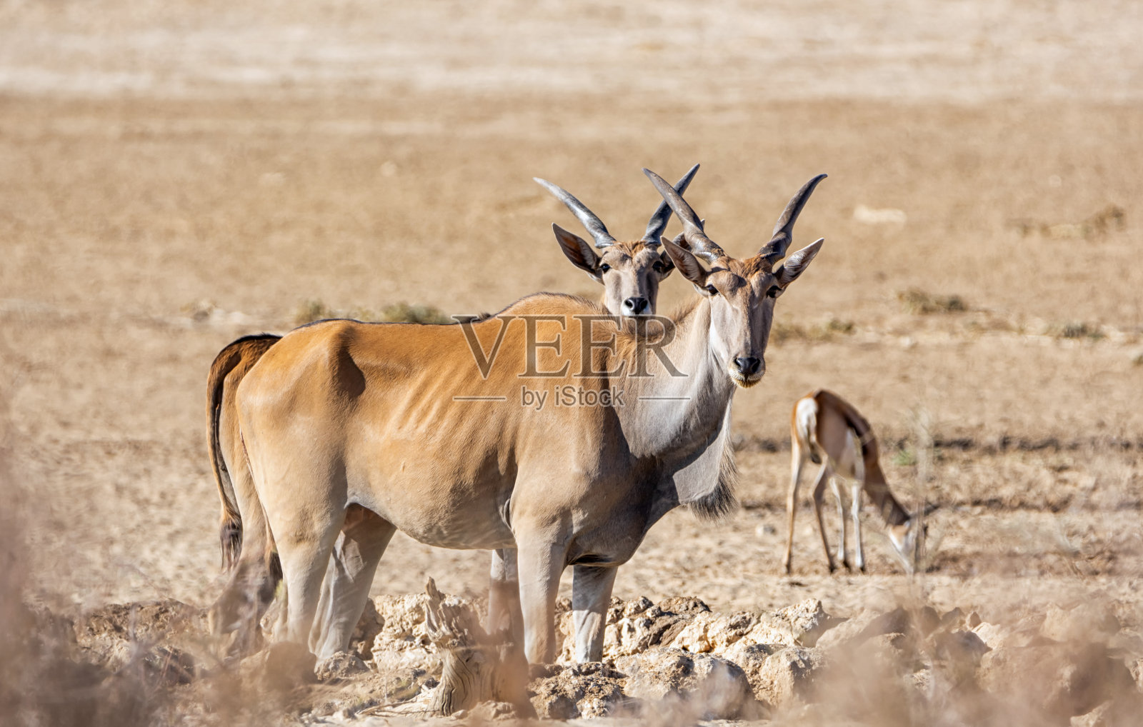 大羚羊照片摄影图片