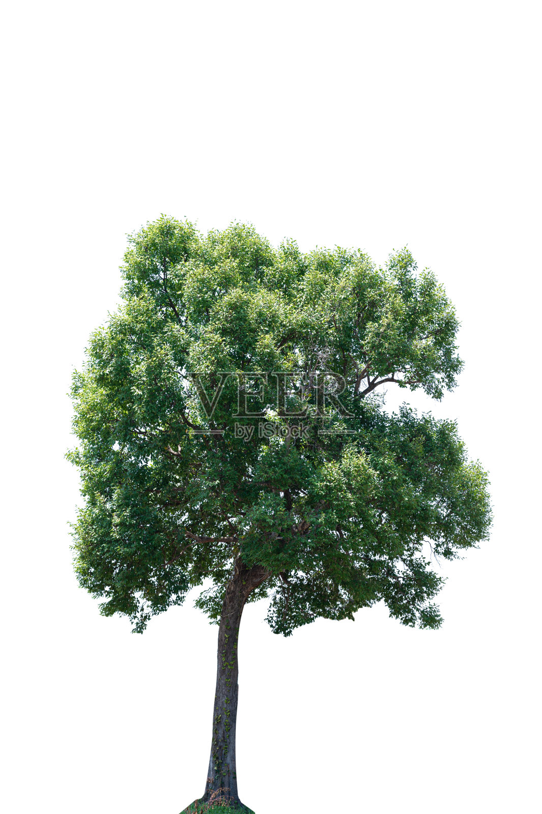 美丽的绿色树在白色的背景高清晰度。白色背景的热带树木，用于建筑设计照片摄影图片