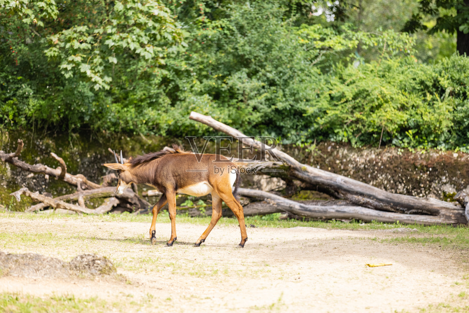 神奇的摩羯座正在大自然中漫步，享受清新的空气。摩羯座正在寻找草吃。照片摄影图片