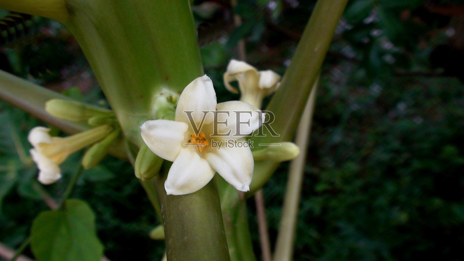 木瓜花植物-番木瓜照片摄影图片