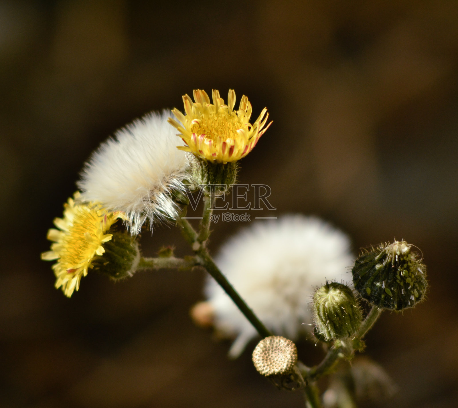 伟大的蒲公英照片摄影图片