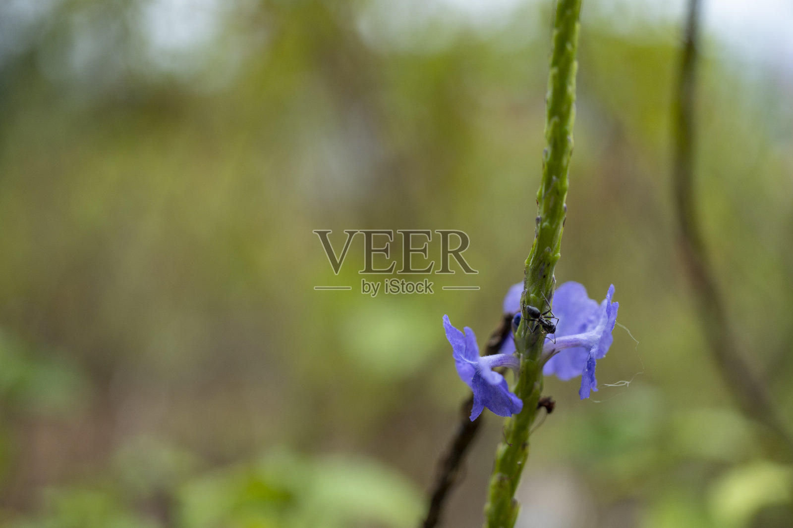 紫色的花朵和红色的蚂蚁在高地上照片摄影图片