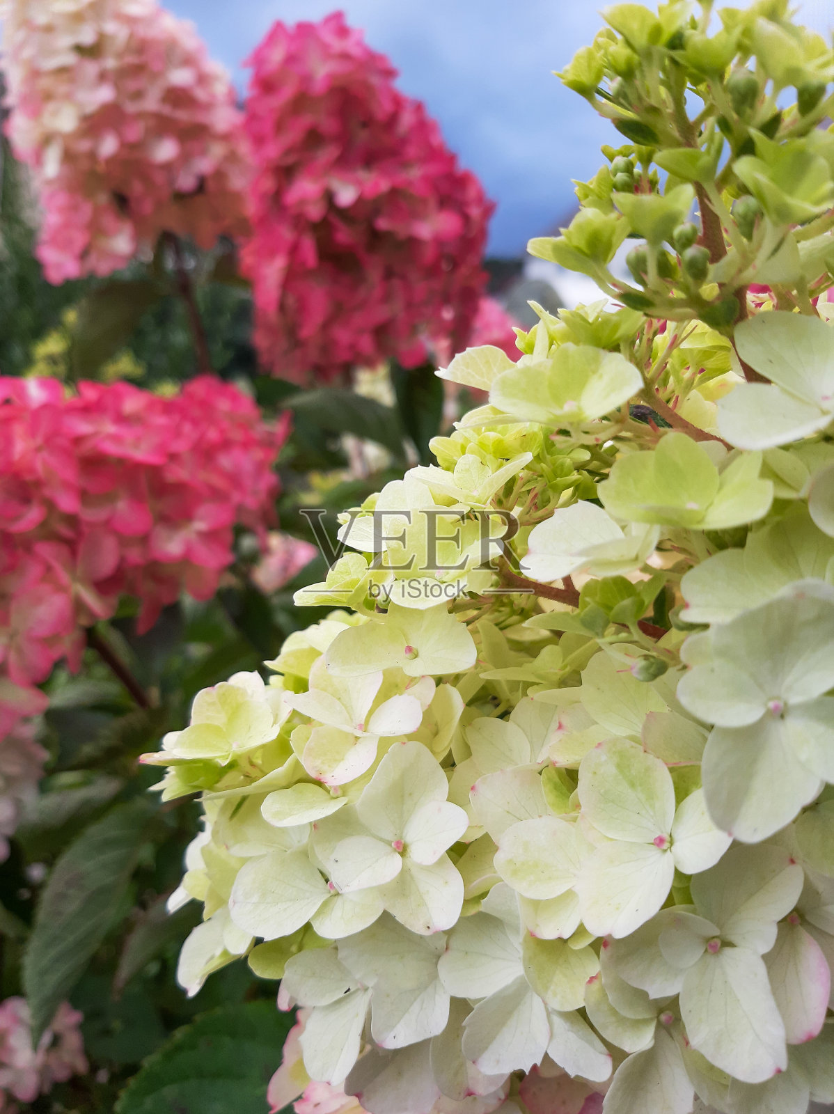 明亮的绣球花。色彩斑斓的花朵簇照片摄影图片