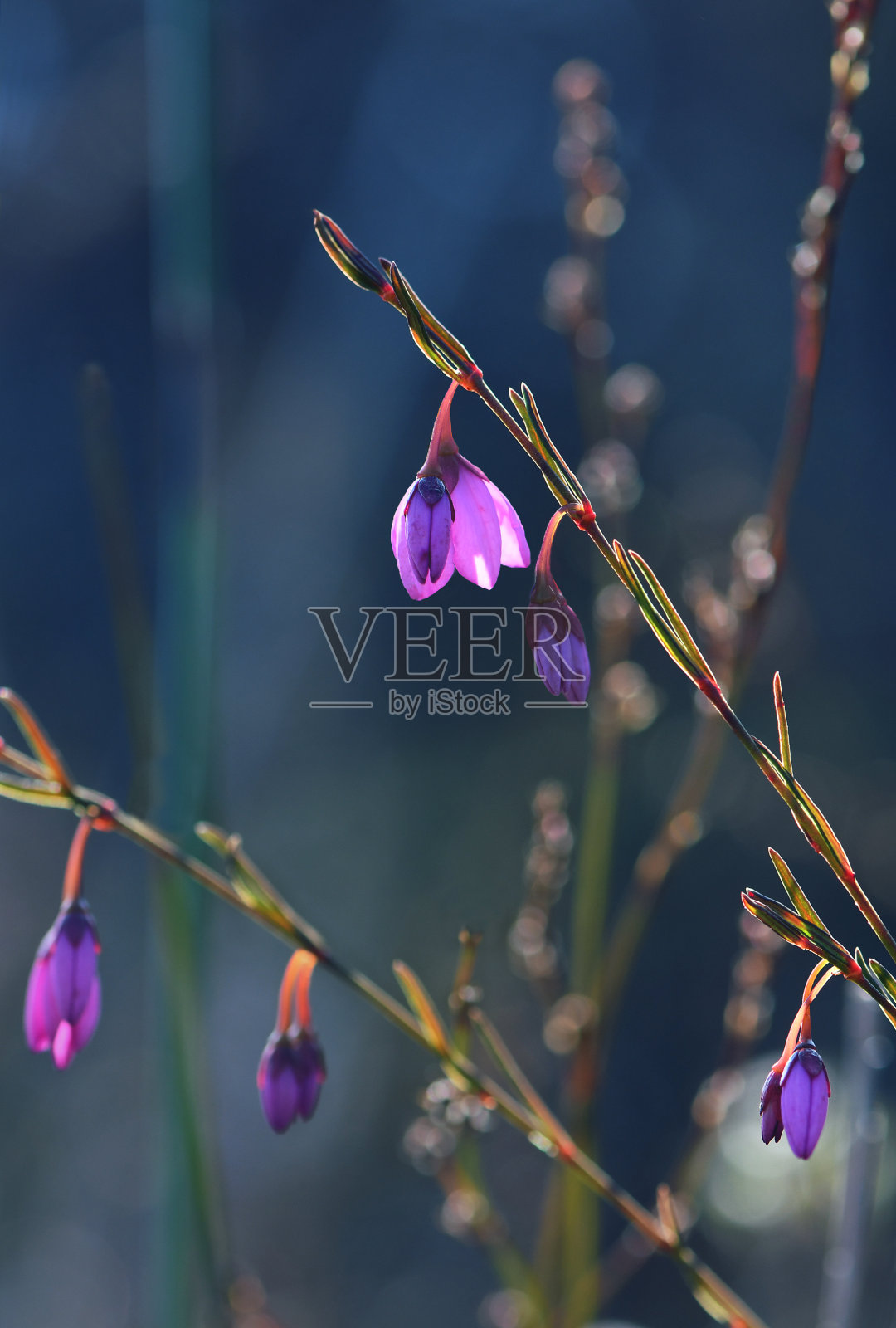 澳大利亚本土的黑眼苏珊(Black Eyed Susan, Tetratheca shiressii, Elaeocarpaceae)科的娇嫩的背光下垂的花朵，生长在悉尼的石南草丛中照片摄影图片