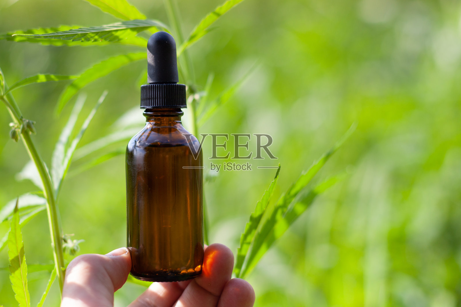 大麻农民持有大麻二酚油制成的大麻植物。Copy-space。照片摄影图片