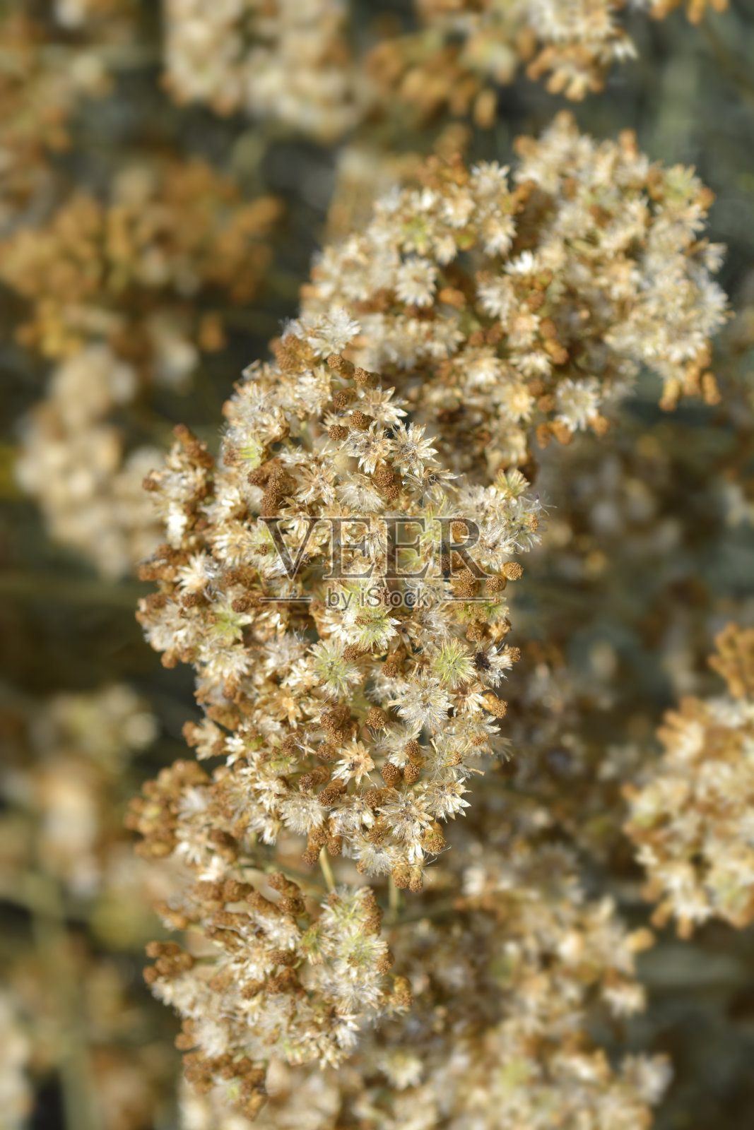 意大利的种子照片摄影图片